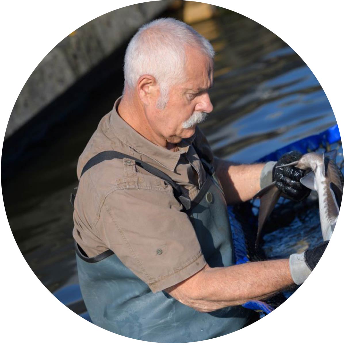 Fish Farming expert holding a basket with fish inside