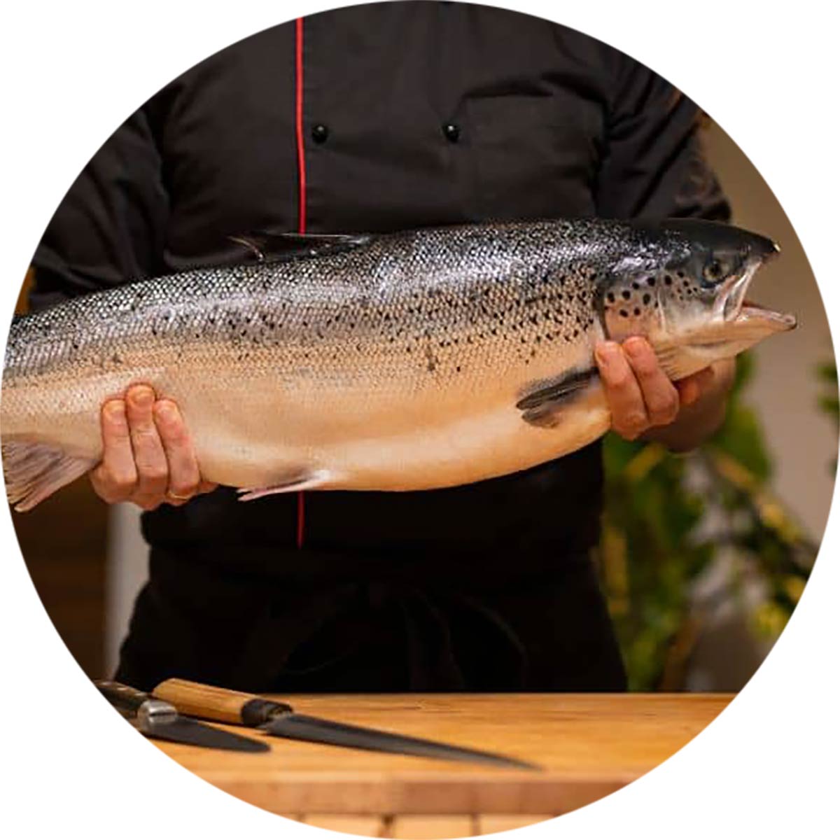 Salmon fish held by a cook. A few cutting knives and a cutting board below